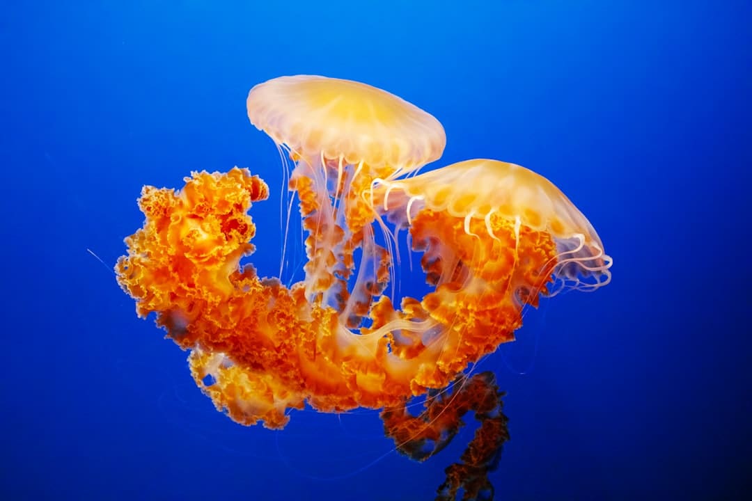 白玫瑰大结局 真凶浮出水面